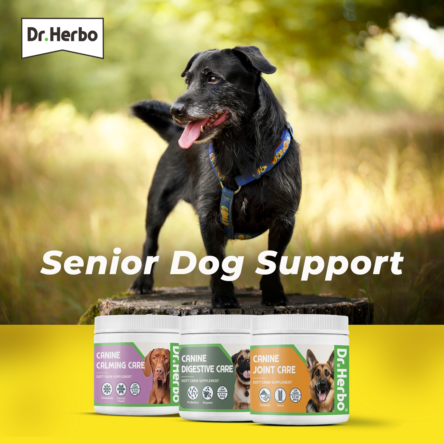 Black dog standing outdoors with Dr. Herbo senior dog support products displayed below.